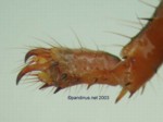 Scorpionidae tarsus
22,51 KB 
640 x 480